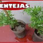 Receta de Patatas a lo pobre al horno